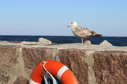 Möwe mit Rettungsring